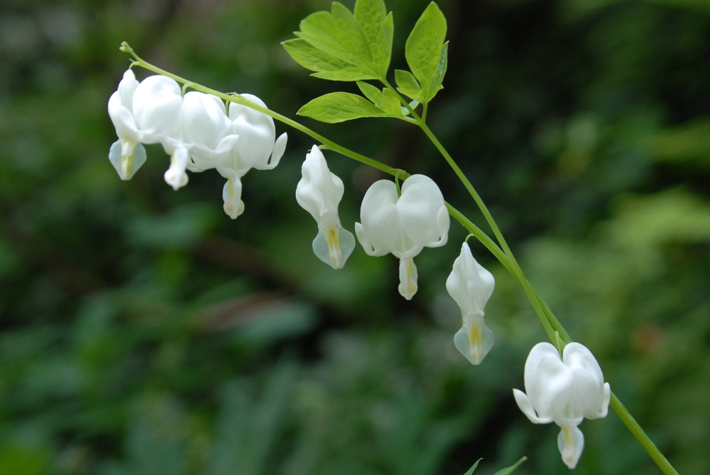 Dicentra spectabilis