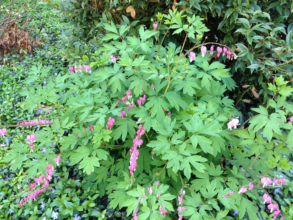 Dicentra spectabilis
