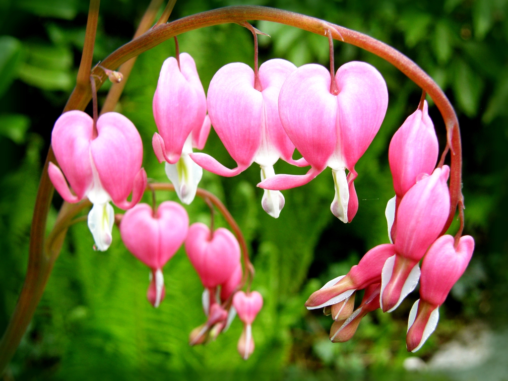 Flower and leaves