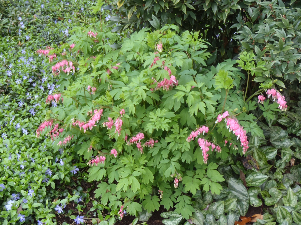 Dicentra spectabilis