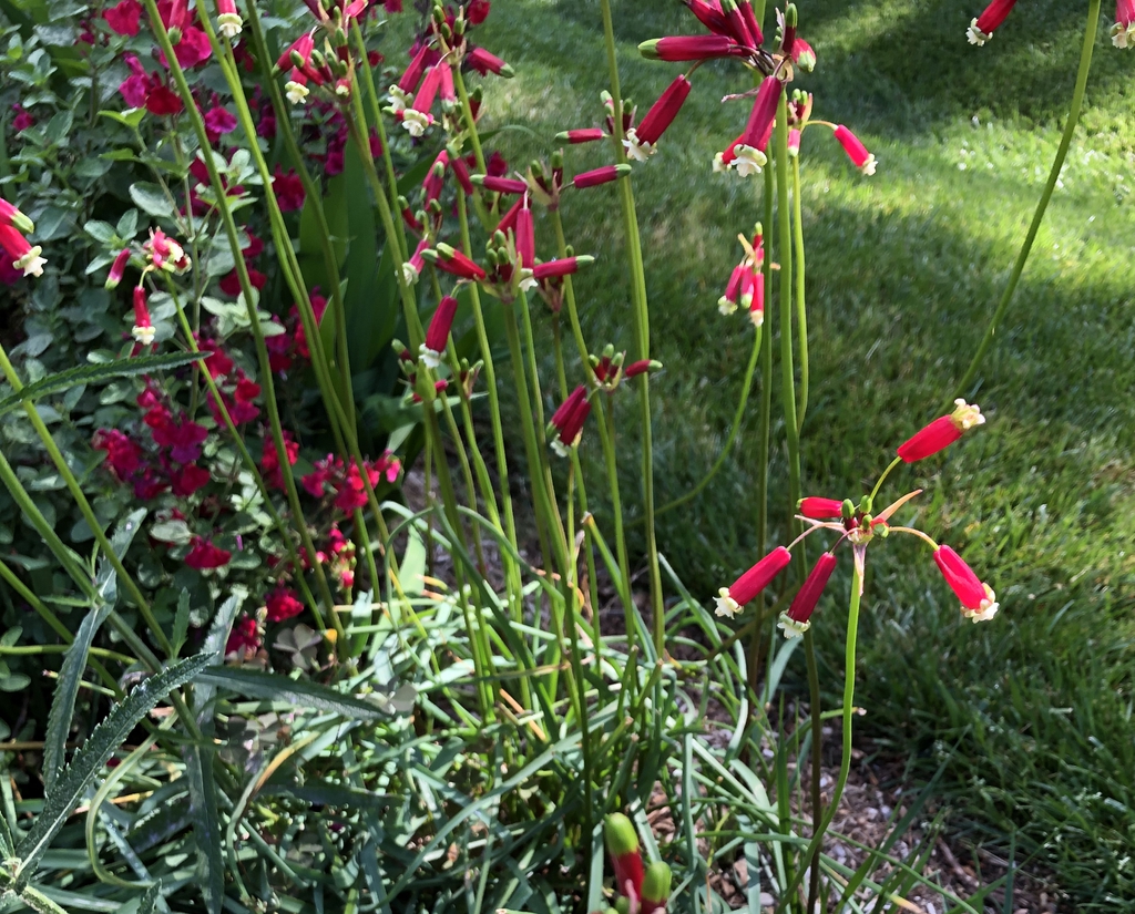 Dichelostemma ida-maia