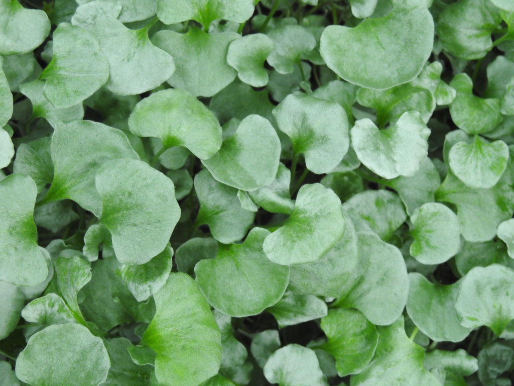 Dichondra argentea 'Silver Falls'  leaves