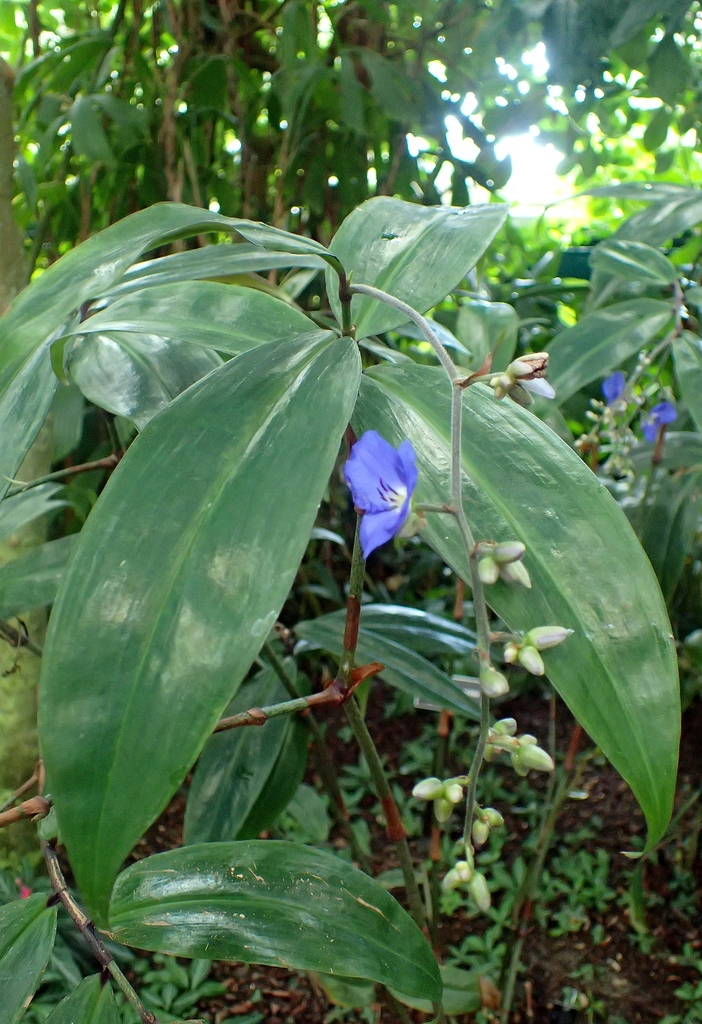 Large leathery leaves
