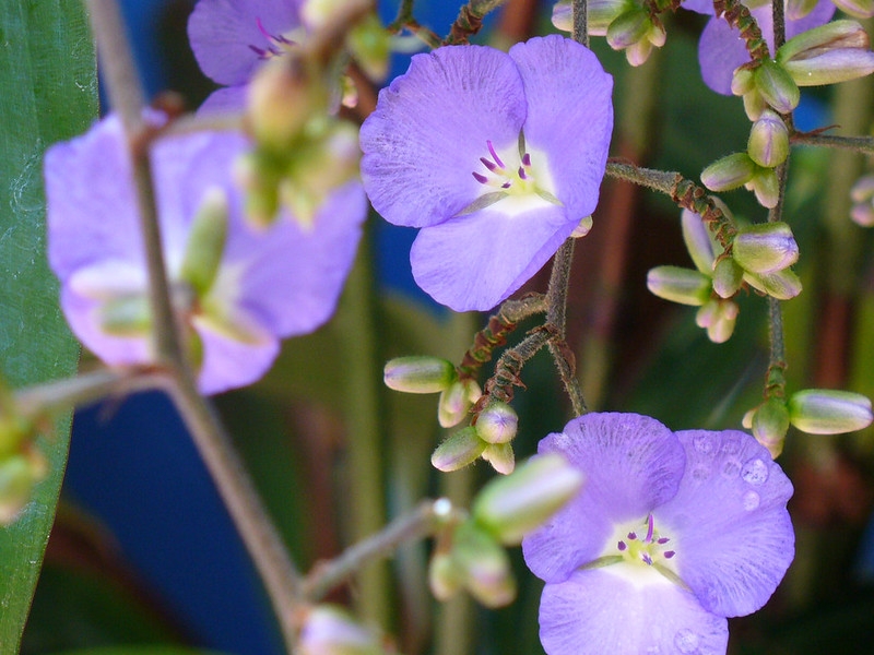 Blue flower with 3 tepals.