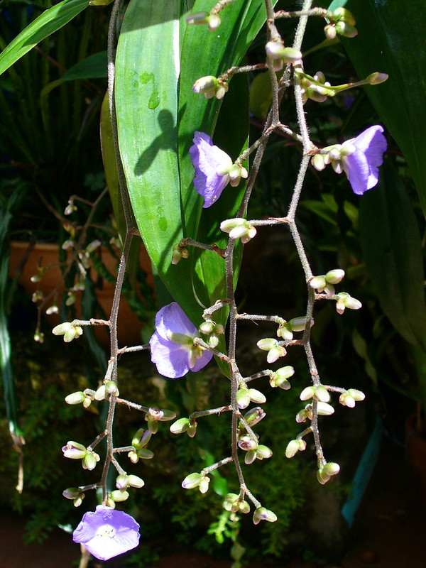Pendulous inflorescence with sparse blue flowers.