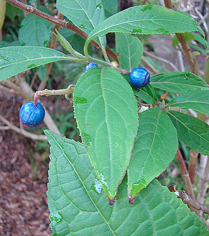 Blue fruits, B.C., Canada