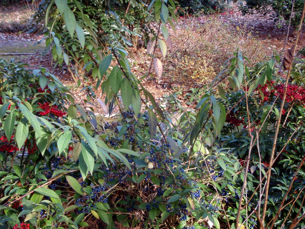 Dichroa febrifuga
