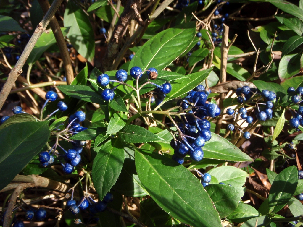 Dichroa febrifuga