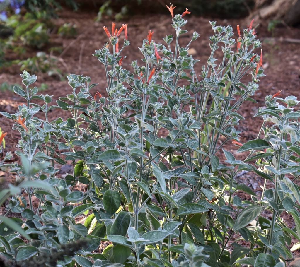 Form - Wake Co., NC