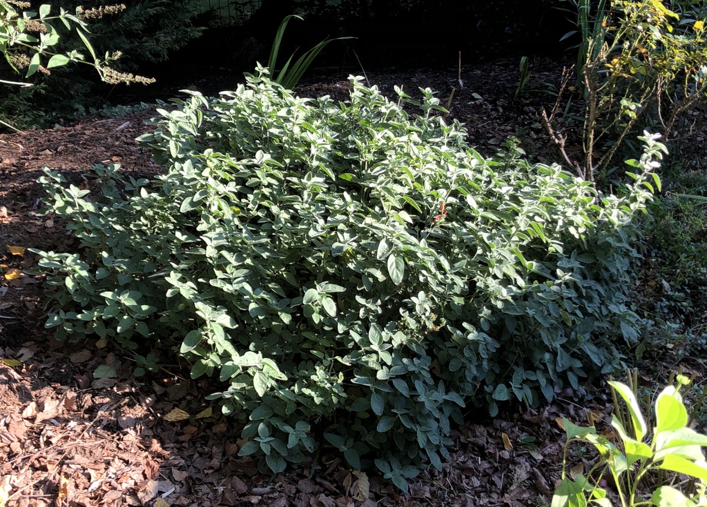 Dicliptera suberecta