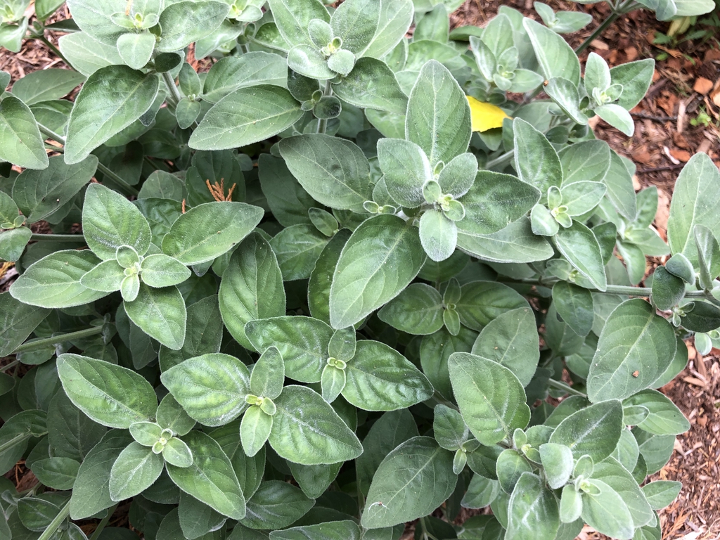 Dicliptera squarrosa