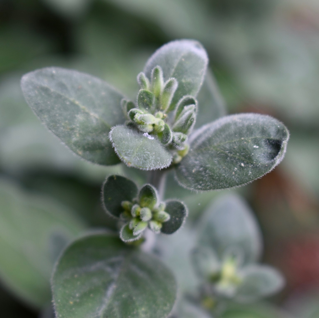 Dicliptera squarrosa