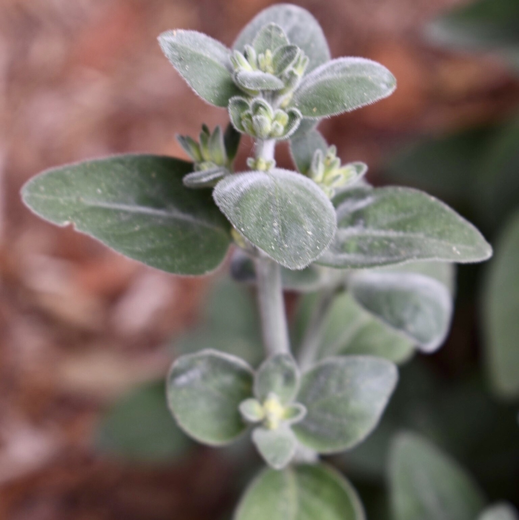 Dicliptera suberecta
