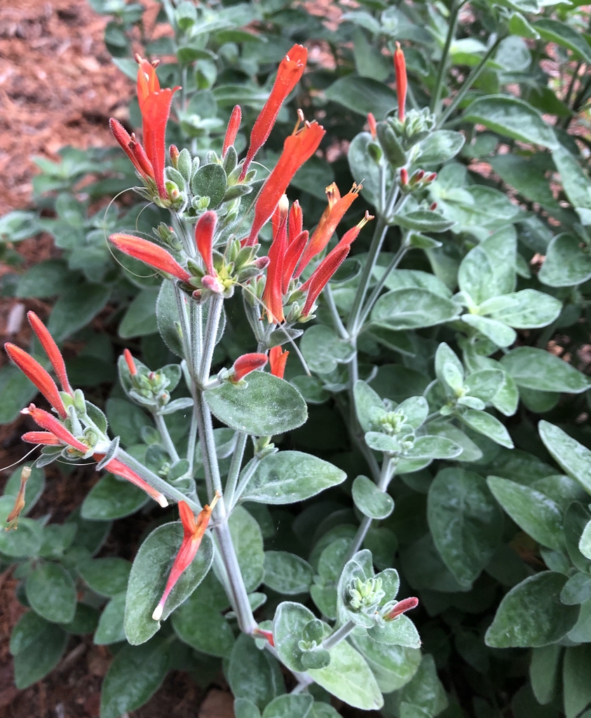 Dicliptera suberecta