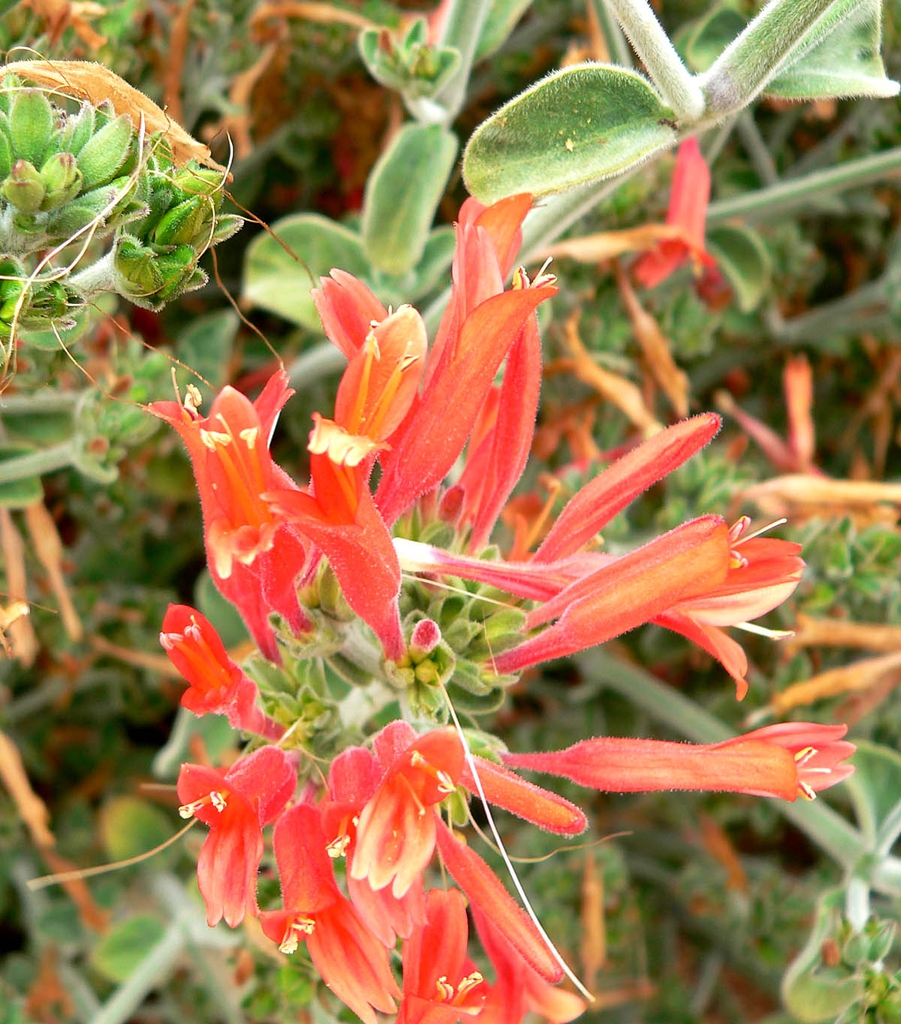 leaves and flowers