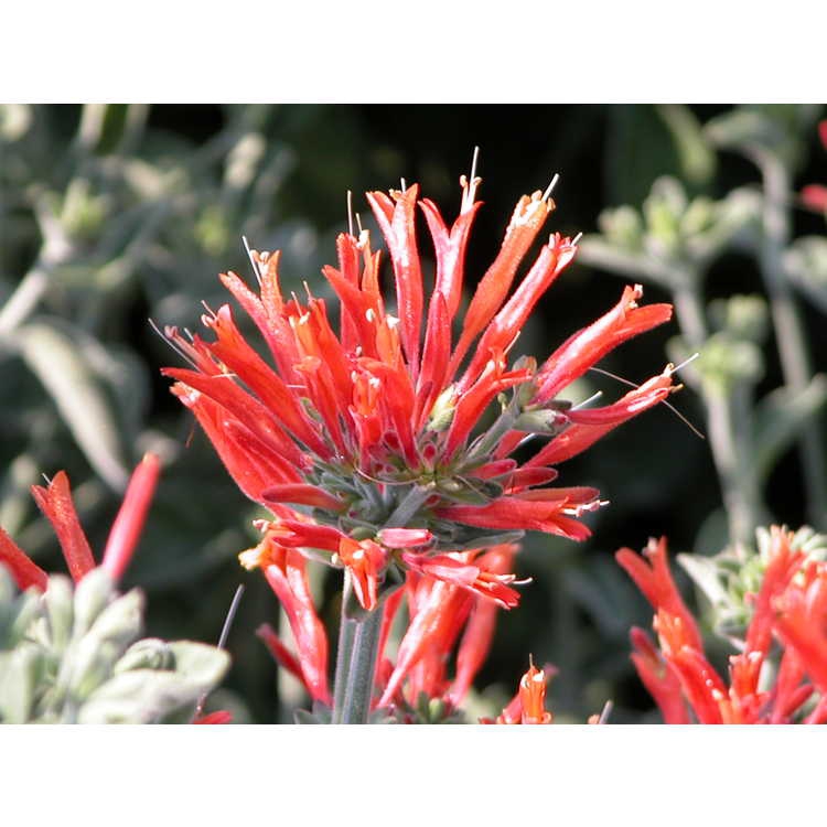 leaves and flowers