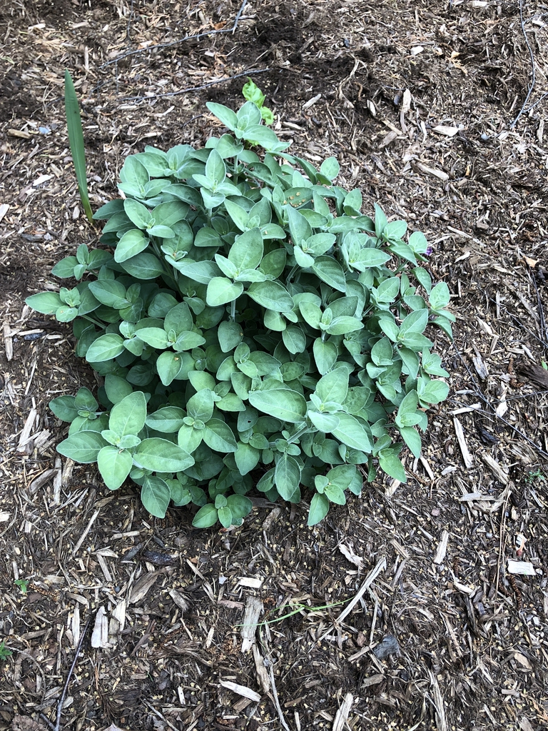 Dicliptera suberecta