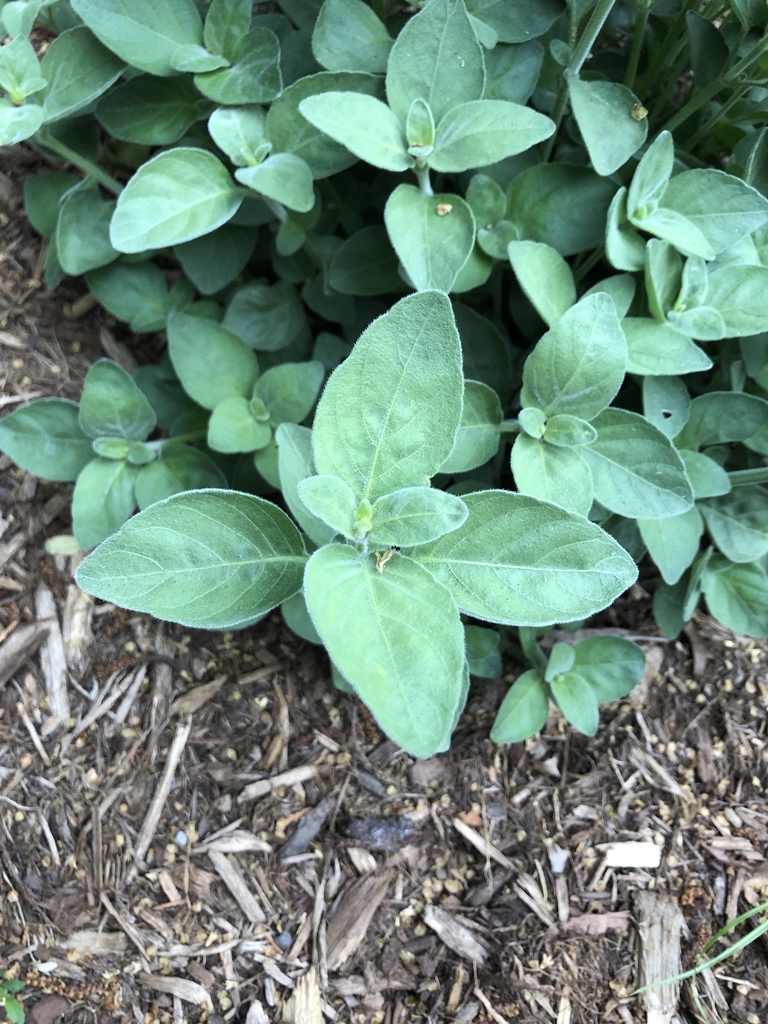 Dicliptera suberecta