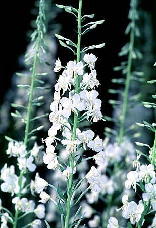 Dictamnus albus