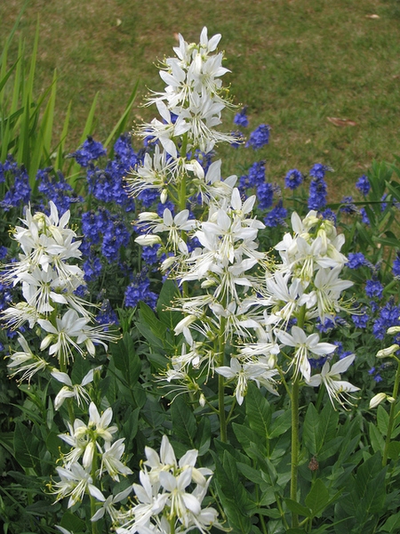 Dictamnus albus