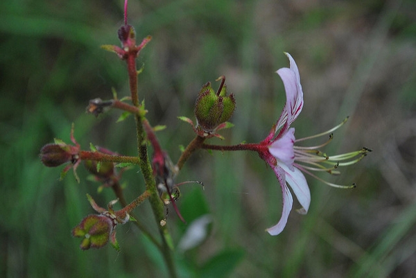 Dictamnus albus