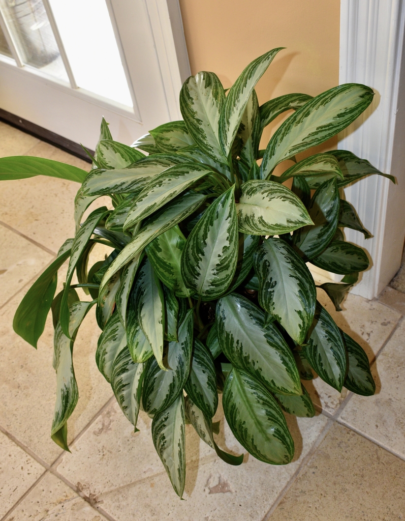 Called dumb cane because the sap can cause numbness