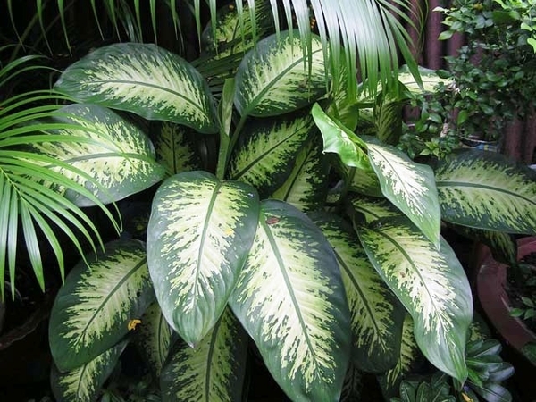 leaves