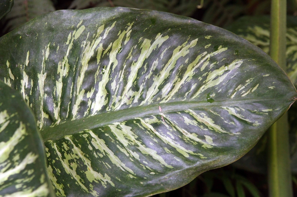 leaf