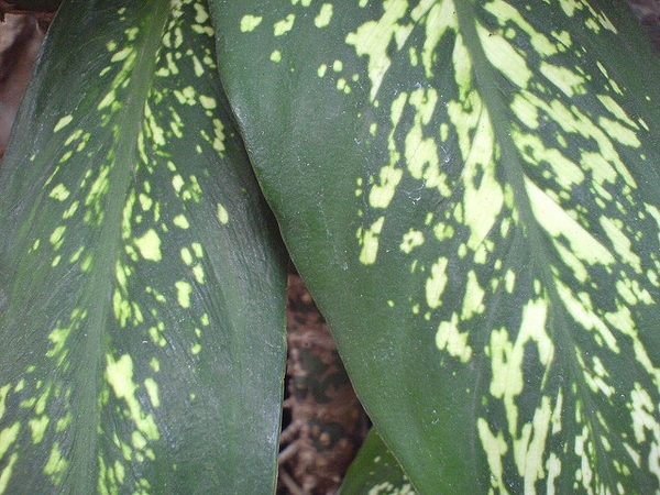 leaves