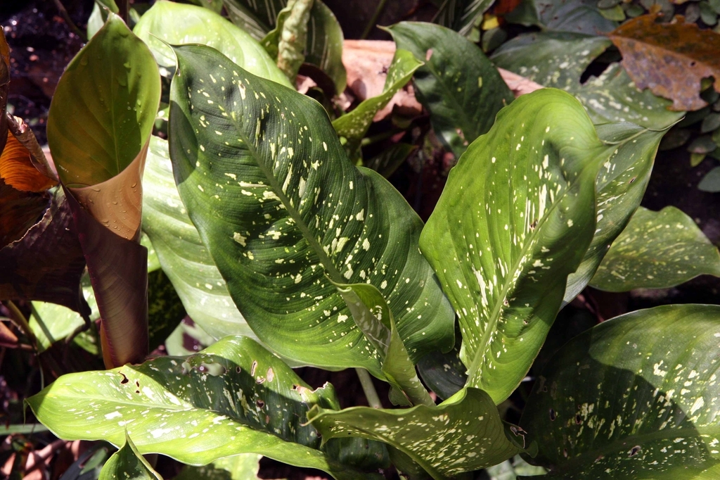 leaves