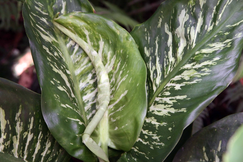 leaves