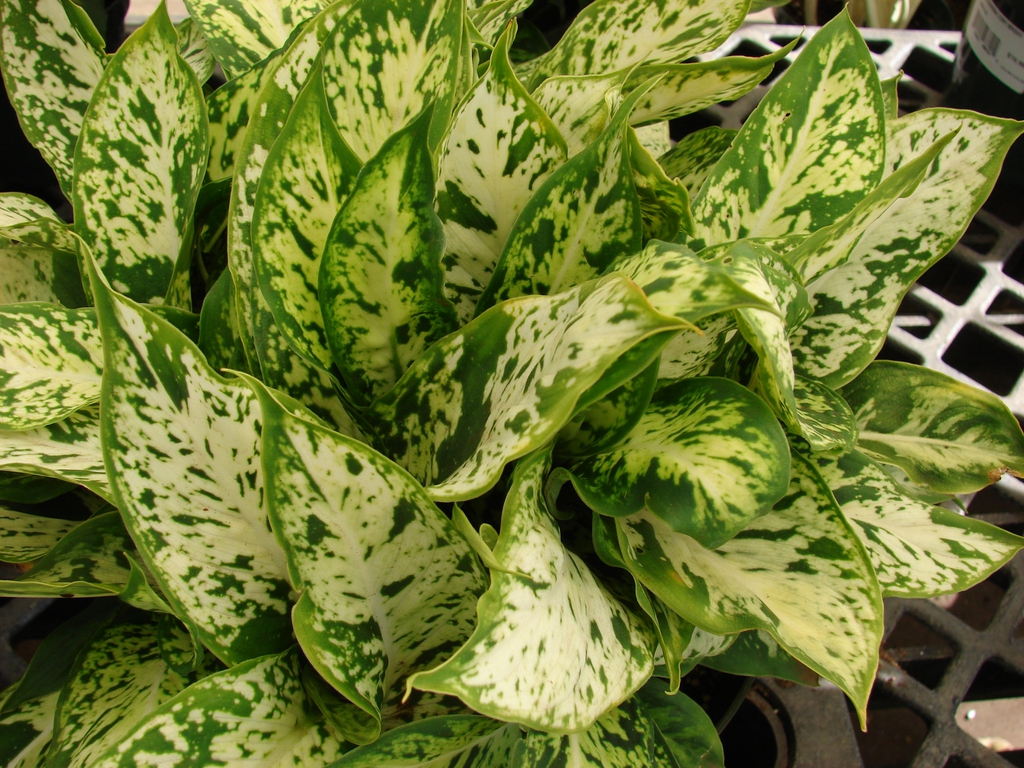 leaves