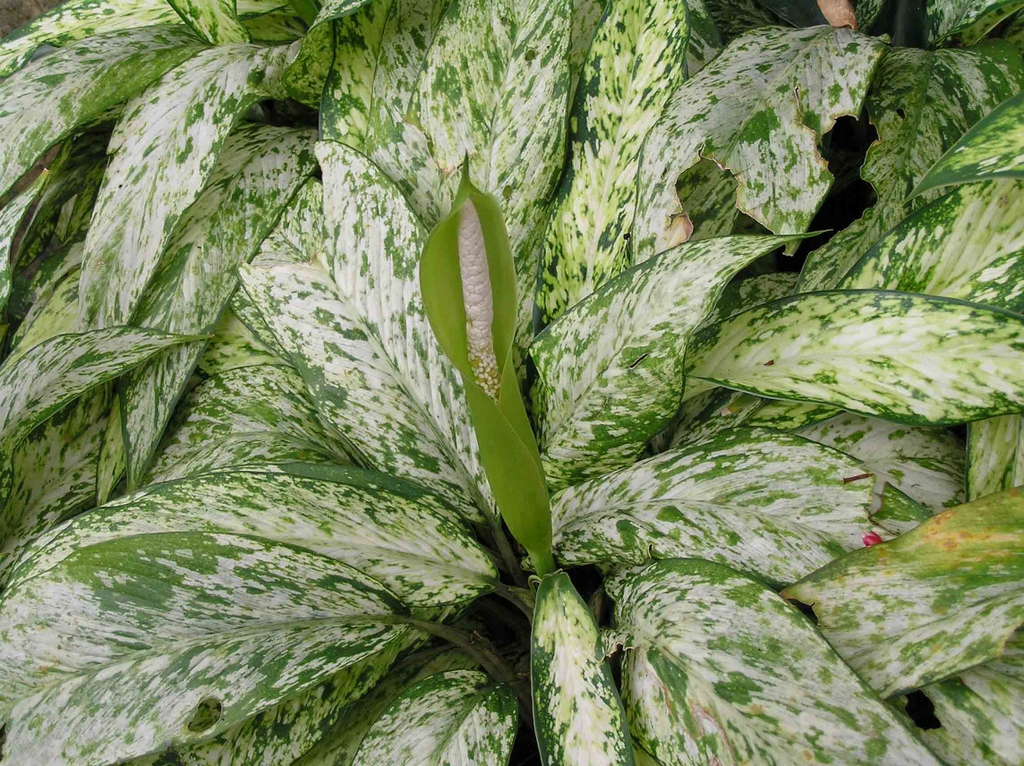 leaves