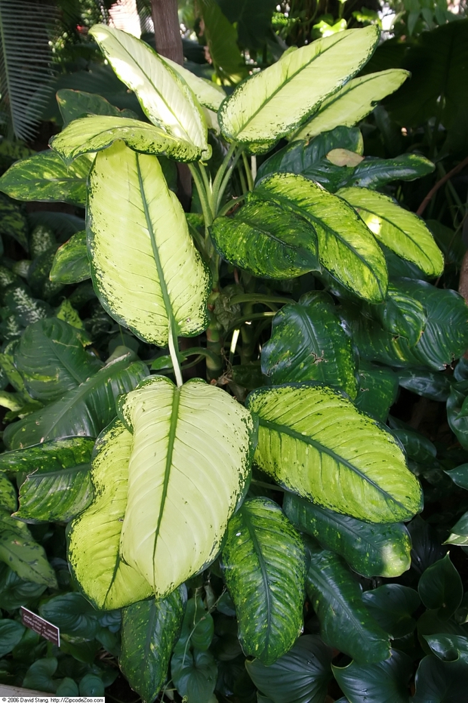 leaves