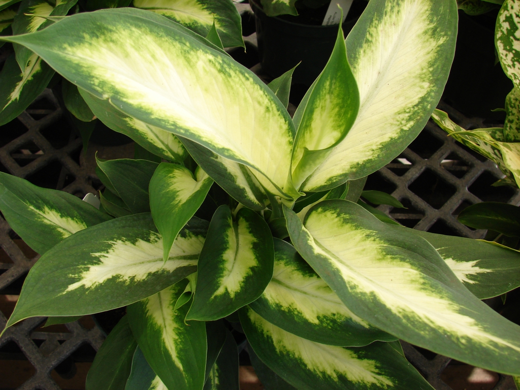 leaves