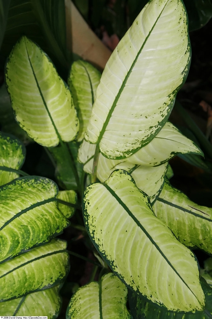 leaves