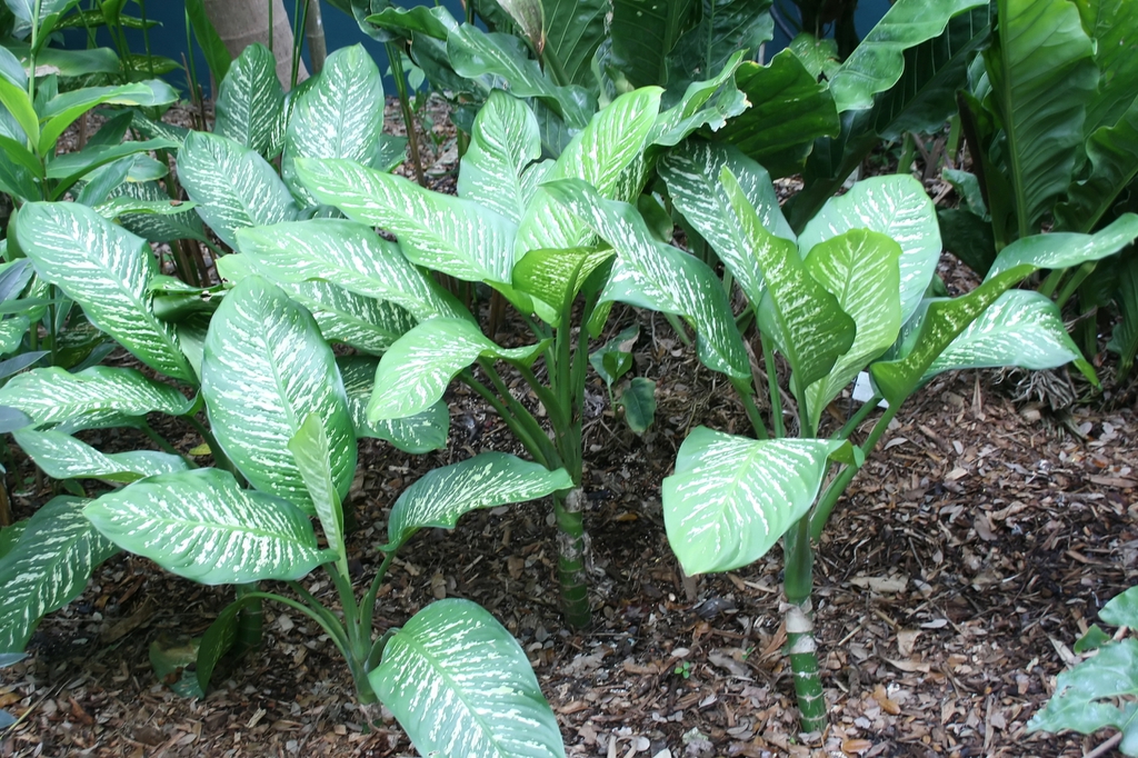 leaves