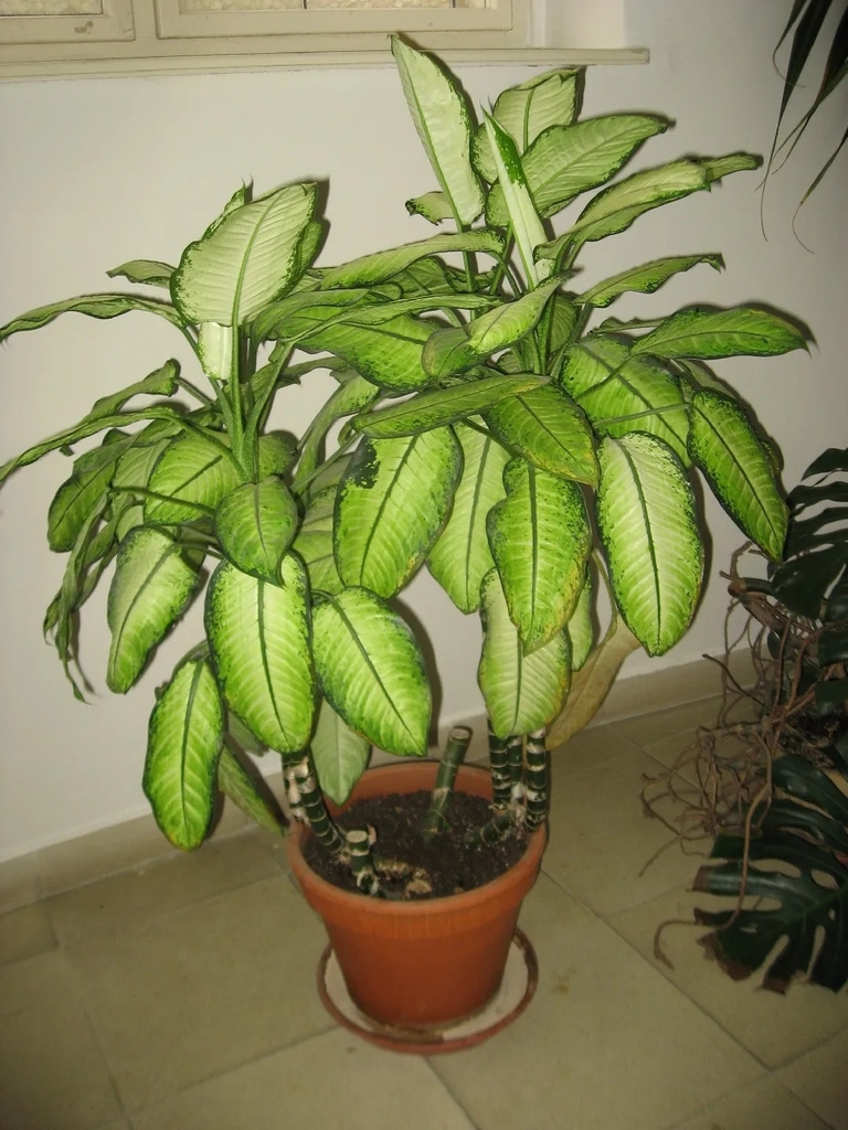 Tall plant with large mottled leaves in a pot
