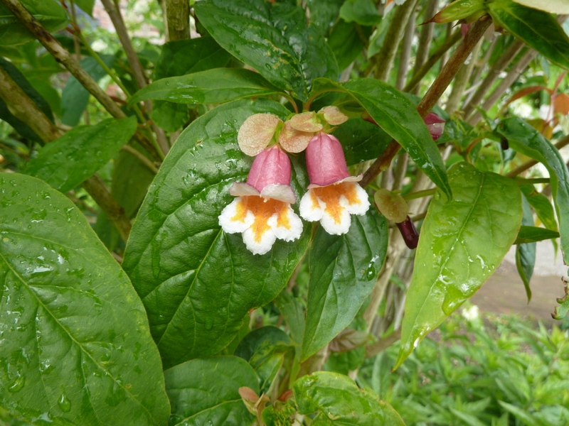 leaves and flowers