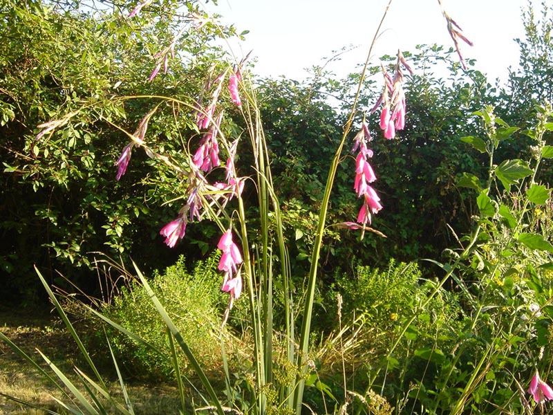 Arching stems