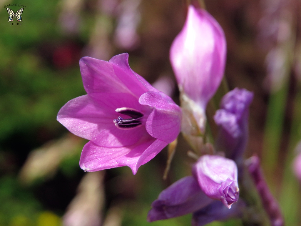 Close up of flower