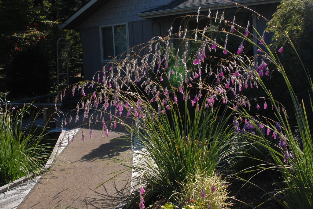 Dierama pulcherrimum