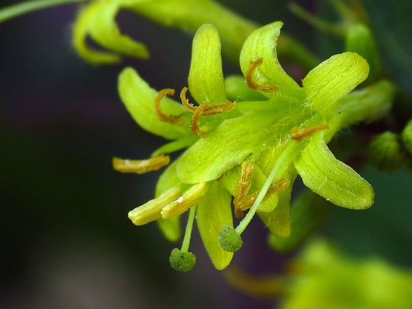 Diervilla sessilifolia