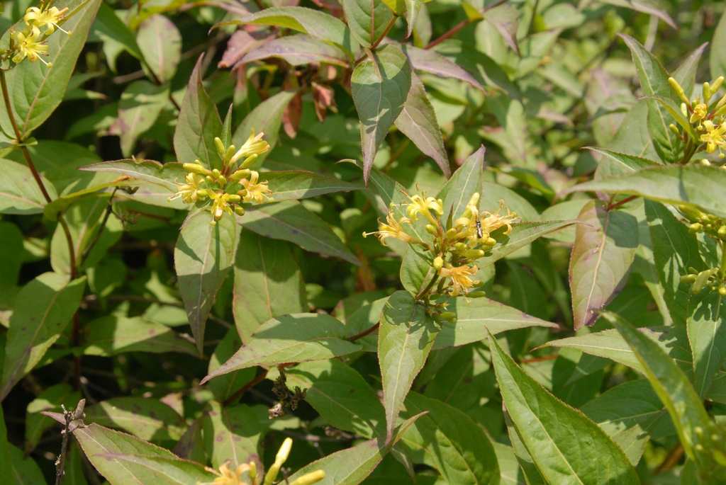 Diervilla sessilifolia