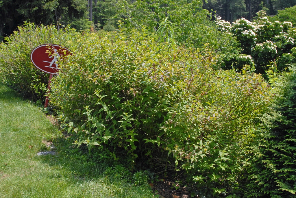 Diervilla sessilifolia