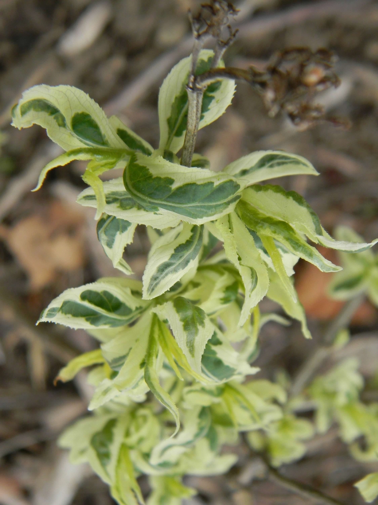 Diervilla sessilifolia