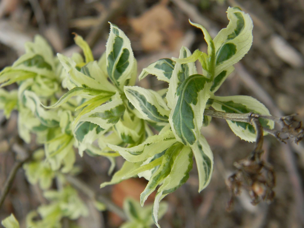 Diervilla sessilifolia