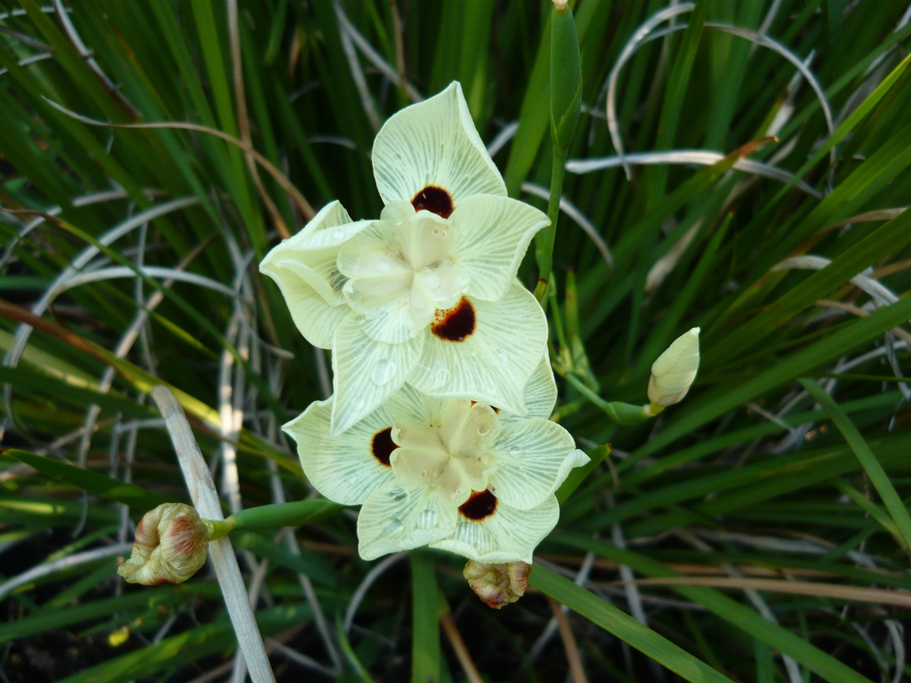 Flower and leaves
