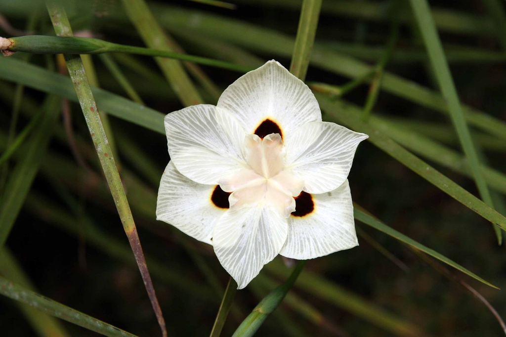leaves and flowers