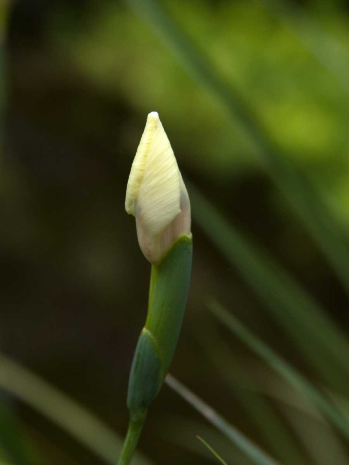 bud